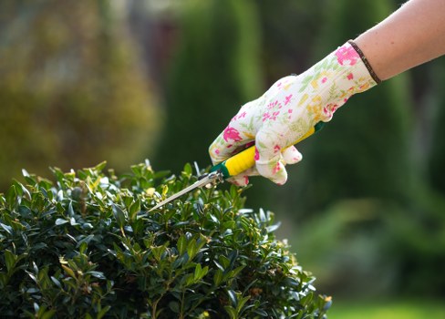 Healthy lawn care in Hither Green with neatly cut grass and tidy garden edges