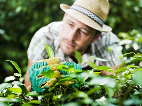 Free quote policy for local garden services in Hither Green