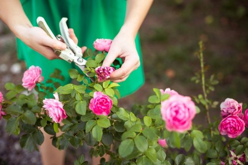 Seasonal planting and lawn care in a Hither Green outdoor space