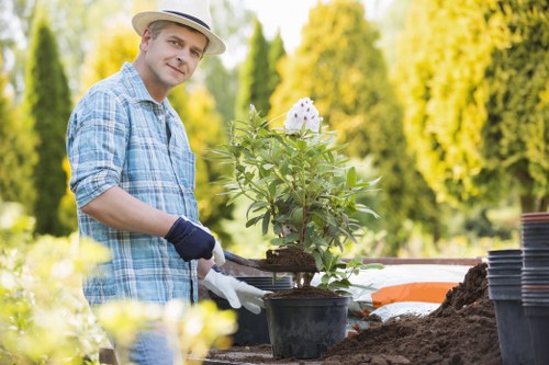 Tree care and removal service for Hither Green homes