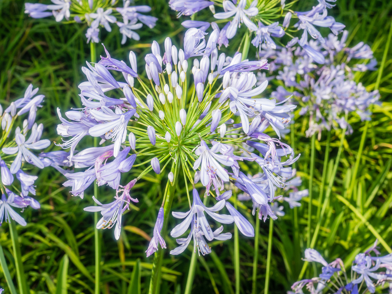 garden home