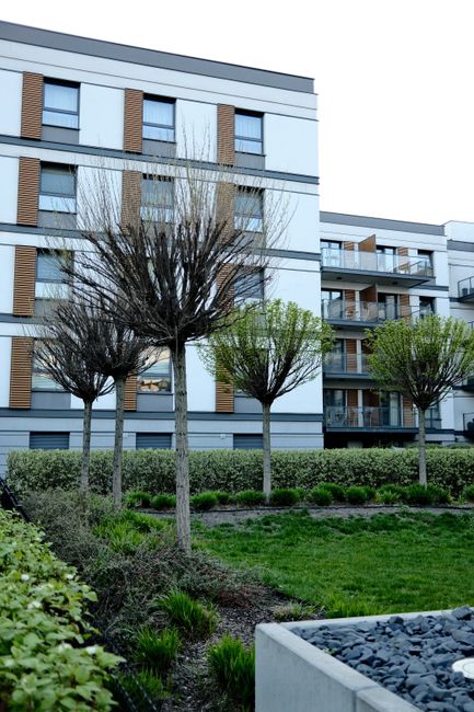 The image depicts a modern residential building with a landscaped communal garden in Hither Green. In the foreground, there are four small, neatly pruned trees with slender trunks and bare branches, s