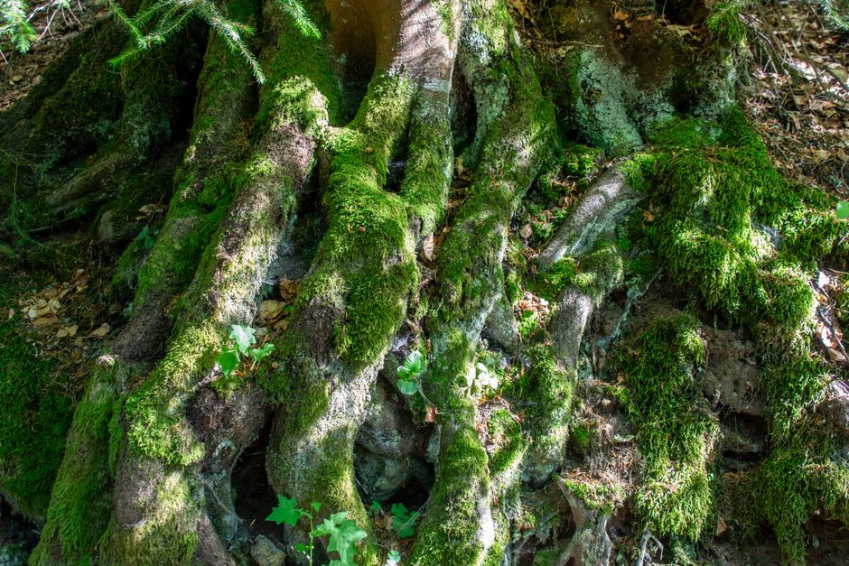 A close-up view of the base of a large tree in a garden, showing thick, gnarled roots partially covered in vibrant green moss. The roots extend into dark, moist soil with scattered fallen leaves. Surr