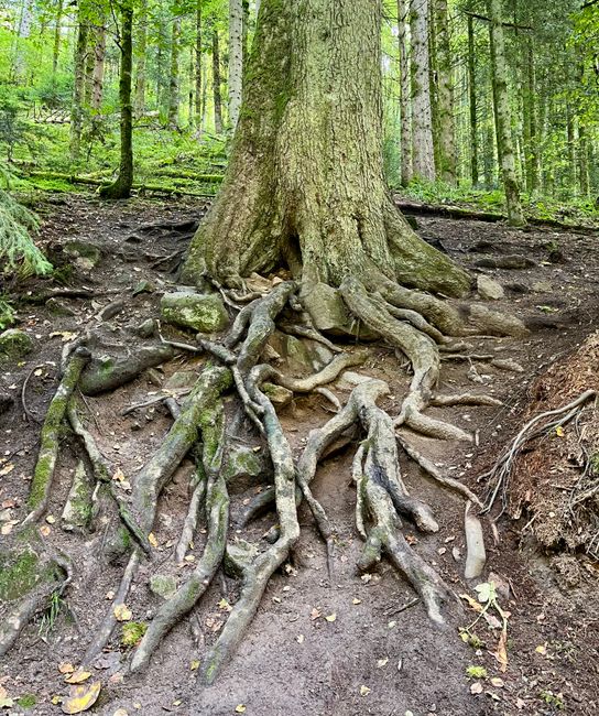 A close-up view of the base of a large tree in a garden, showing thick, gnarled roots partially covered in vibrant green moss. The roots extend into dark, moist soil with scattered fallen leaves. Surr